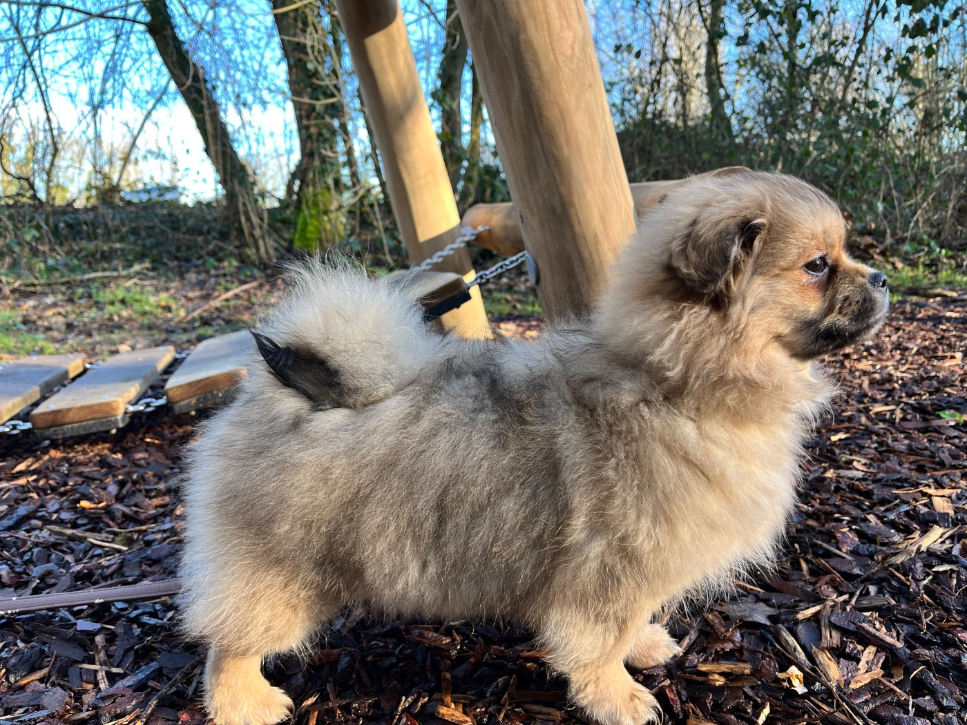 Alysse De La Baie Des Samariens